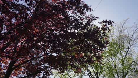 Herbstahornblätter,-Die-An-Einem-Hellen-Sonnigen-Tag-In-Zeitlupe-Vor-Einem-Grünen-Baum-Im-Wind-Wehen