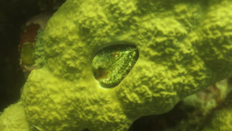 Paramecium-Bursaria-Ist-Eine-Wimpertierart,-Die-In-Meeres--Und-Brackwasser-Vorkommt