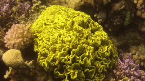 Coral-De-Hoja-De-Lechuga-En-El-Arrecife-Del-Mar-Rojo-Rodeado-De-Peces-Anthias