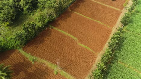 Aerial-drone-establish-shot-of-empty-plowed-field-for-ginger-plantation