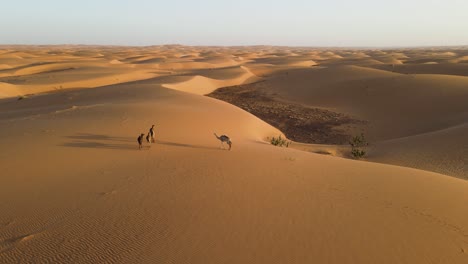 Camel-Caravan-on-Sand-Dunes-Landscape-in-Mauritania-Sahara-Desert,-Aerial-Static