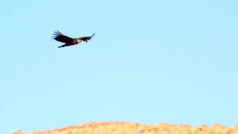 The-Andean-Condor's-graceful-flight-above-the-comechingones-mountain-range,-San-Luis,-Argentina