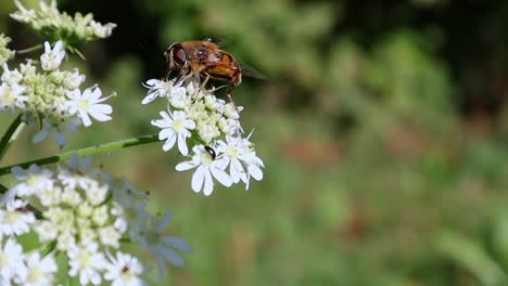 Nahaufnahmen-Einer-Biene-Auf-Einer-Weißen-Blume