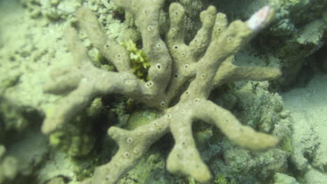 Coral-Porites-Cylindrica-En-El-Arrecife-Del-Mar-Rojo