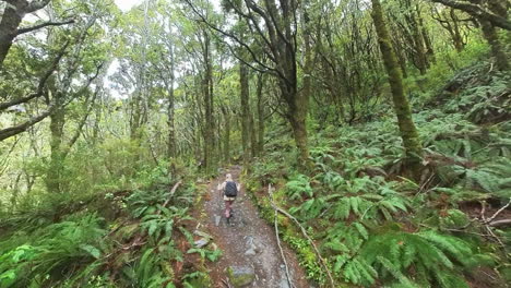 Female-tourist-trekking-through-native-forest-in-New-Zealand,-Rob-Roy-hike-track