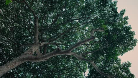 POV-of-Tropical-Tree-Canopy-from-below,-starting-static-and-then-slowly-starting-to-spiral-counter-clockwise-in-slow-motion