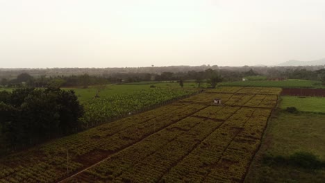 Aerial-drone-shot,-establishing-ginger-farm-and-agriculture-in-India