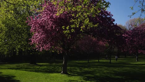 Sakura-Trees-with-Cherry-Blossoms-falling-in-slow-motion,-on-a-bright-sunny-day-in-High-Park,-Toronto