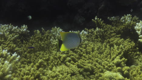 Chevron-Butterflyfish,-also-known-as-chevroned-butterflyfish,-triangulate-butterflyfish-or-V-lined-butterflyfish,-is-a-species-of-marine-ray-finned-fish