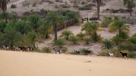 Rebaño-De-Cabras-En-Dunas-De-Arena-En-El-Desierto-Del-Sahara-Mauritania,-áfrica