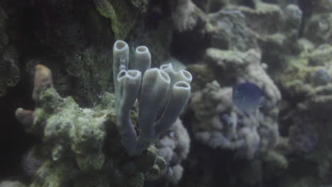 Coral-Esponja-Callyspongia-O-Tubo-esponja-Colonial-En-El-Arrecife-Del-Mar-Rojo,-Callyspongia-Es-Un-Género-De