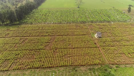 Aerial-drone-pull-back-shot-of-a-local-big-ginger-plantation-or-farm-in-India
