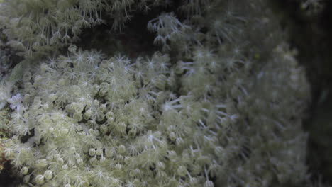 Goniopora,-Oft-Blumentopfkoralle-Genannt,-Ist-Eine-Gattung-Kolonialer-Steinkorallen,-Die-Im-Roten-Meer-Zu-Finden-Sind,-Eine-Rätselhafte-Koralle,-Die-Die-Fantasie-Vieler-Riff-Hobbyisten-Erobert-Hat