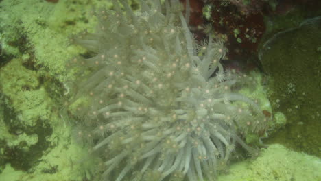 Condylactis-gigantea-is-a-tropical-species-of-ball-anemone-that-is-found-in-shallow-reefs-and-other-shallow-inshore-areas-in-the-Red-Sea-Reef