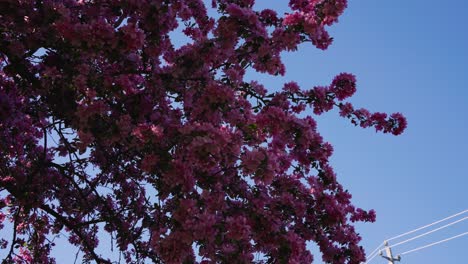 Sakura-Kirschblütenzweige,-Die-An-Einem-Hellen,-Sonnigen-Tag-In-Zeitlupe-Sanft-Im-Wind-Wehen