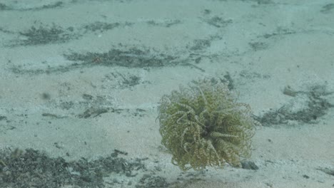 Eine-Ungewöhnliche-Schwimmanemone-Stürzt-In-Der-Meeresströmung-Auf-Der-Suche-Nach-Nahrung-über-Den-Sand