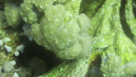Plerogyra-Sinuosa-Coral,-Es-Una-Especie-Gelatinosa-Del-Phylum-Cnidaria
