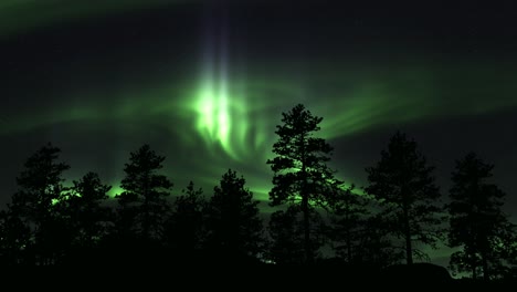 Scenic-Aurora-Borealis-In-Sky-Above-Trees---low-angle