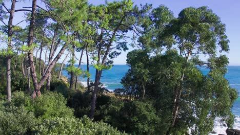 Aerial-push-in-shot-through-trees-in-the-beach-of-Cantabria,-Spain-during-a-sunny-day