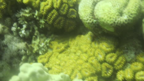 Lobophyllia-Hemprichii,-O-Arrecife-De-Coral-Cerebro-Lobulado-Del-Mar-Rojo
