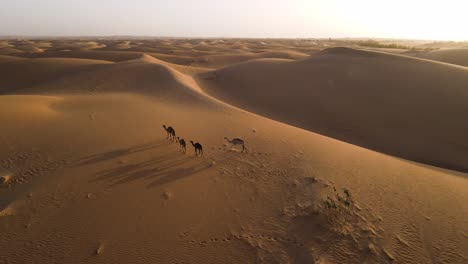 Camellos-Dromedarios-En-Las-Dunas-De-Arena-Del-Desierto-Del-Sahara-Africano-Al-Atardecer,-Antena-Estática