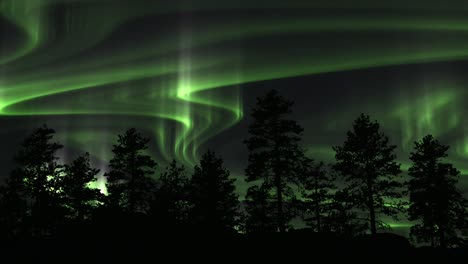 Wirbelnde-Grüne-Polarlichter-über-Silhouettierten-Bäumen