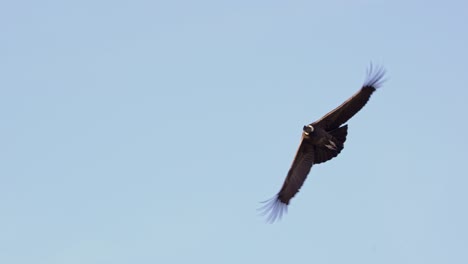 Andean-Condor-captured-in-stunning-flight-footage,-4k,-slow-motion