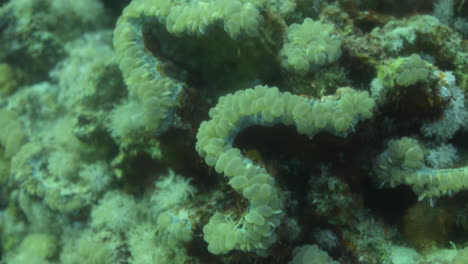 Plerogyra-Sinuosa-Koralle,-Ist-Eine-Geleeartige-Art-Aus-Dem-Stamm-Der-Cnidaria