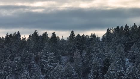 Snowy-evergreen-forest-with-beautiful-winter-sunset-in-distance,-aerial-footage