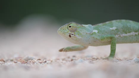 A-chameleon's-eye-rotating-180-degrees-while-walking-slowly