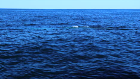 Blue-whale-surfacing-in-glittering-sunlight-with-rainbow-in-the-Pacific-Ocean
