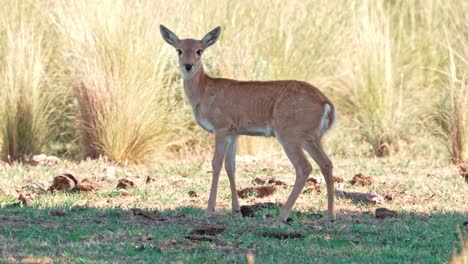 Unreife-Pampa-Hirsche,-Die-Bei-Tageslicht-Auf-Einer-Wiese-In-Die-Kamera-Blicken,-Natürlicher-Lebensraum-In-San-Luis,-Argentinien