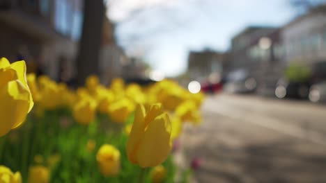Slow-Motion-Shot-Flying-By-Yellow-Tulips-on-Downtown-City-Street