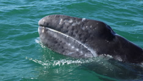 Gray-whale-calf-up-very-close