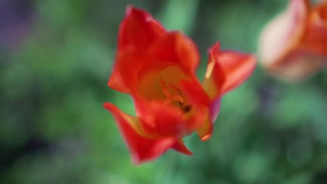Slow-Motion-Shot-Pushing-into-Close-Up-of-Blooming-Tulip-Flower