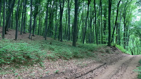 Panoramic-view-of-forest-in-the-morning