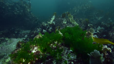 Hermoso-Arrecife-Con-Bosque-De-Algas-En-Agua-Fría-Durante-Una-Inmersión