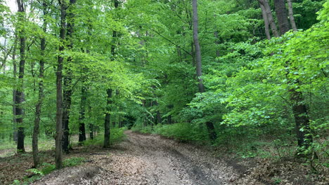 Waldweg-Im-Grünen