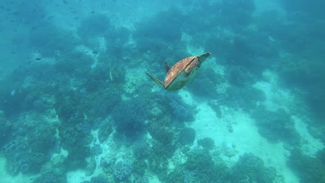 Eine-Grüne-Meeresschildkröte-An-Einem-Tropischen-Korallenriff-Auf-Den-Philippinen