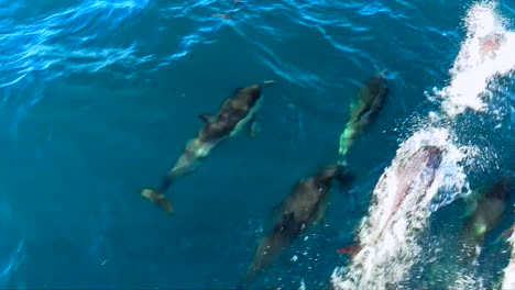 Common-dolphins-swimming-alongside-a-boat-on-the-bow-in-Baja,-Mexico