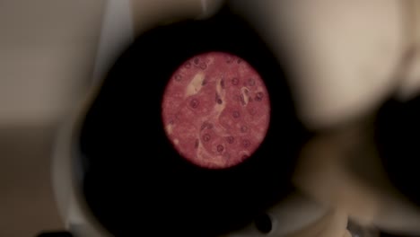 View-through-viewfinder-of-a-microscope
