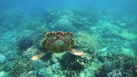 Una-Tortuga-Marina-Verde-En-Un-Arrecife-De-Coral-Tropical-En-Filipinas