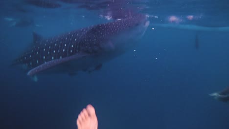 POV-of-caucasian-man-diving-with-a-whale-shark-in-Oslob-Cebu-in-the-Philippines