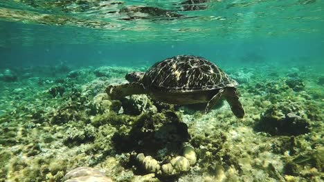 Una-Tortuga-Marina-Verde-En-Un-Arrecife-De-Coral-Tropical-En-Filipinas