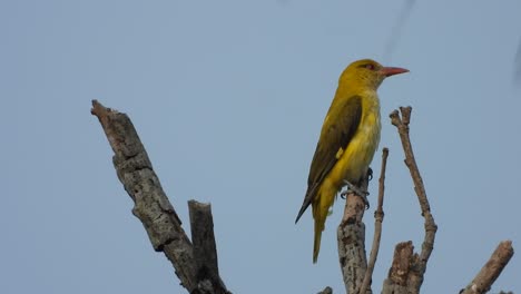 Beautiful-golden-oriole-in-tree-waiting-for-food-