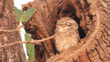 Little-owl-in-tree-sleeping-