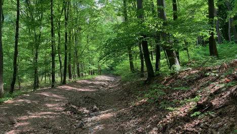 Sich-Durch-Einen-üppigen-Grünen-Wald-In-Europa-Bewegen