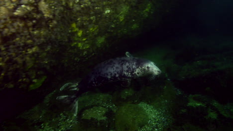 Curious-grey-seal-during-a-cold-water-dive
