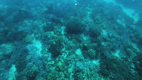 Peces-Tropicales-Y-Arrecifes-De-Coral,-Imágenes-Submarinas