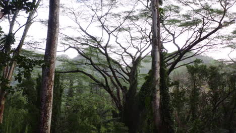 árboles-únicos-En-La-Selva-Tropical-De-Hawaii